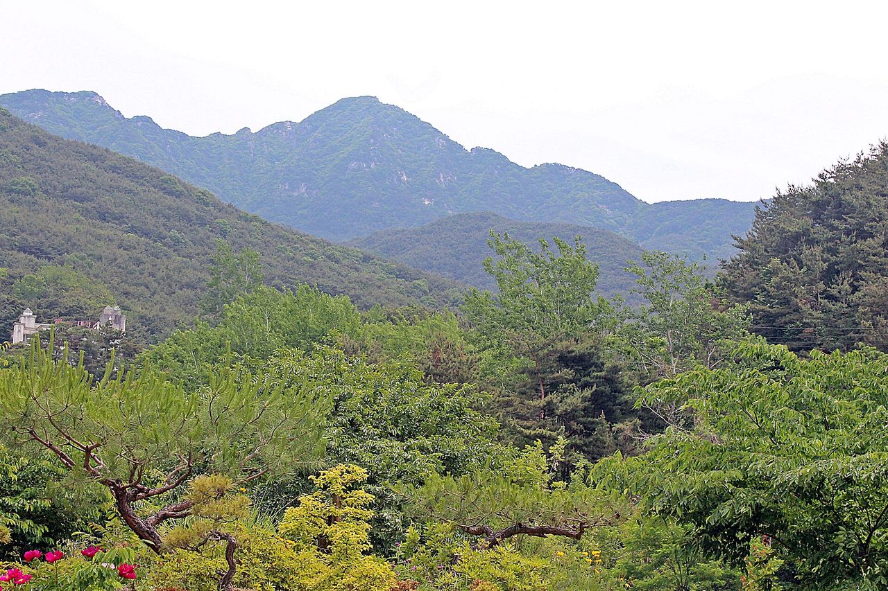 산자락 초여름 풍경. 정원수와 들꽃 너머로 비슬산 능선이 겹친다. ⓒ최옥