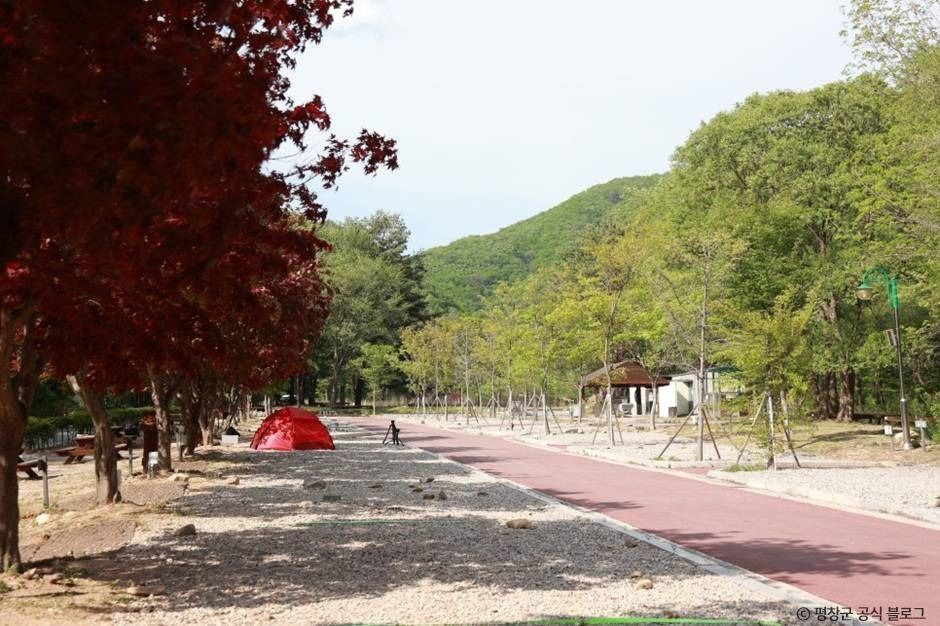 봄 — 봄의 계방산 자락 캠핑장. 붉은 단풍나무 새잎과 신록이 함께 오른다. ⓒ