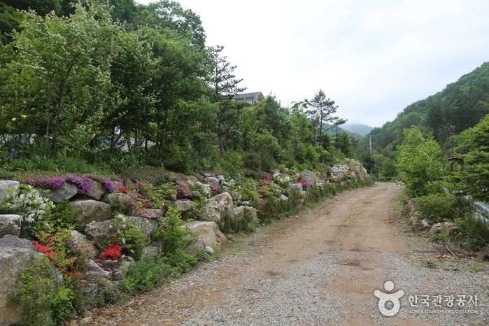 홍천 내면 쪽 들머리 마을길. 봄이면 야생화가 길가를 채운다. ⓒ한국관광