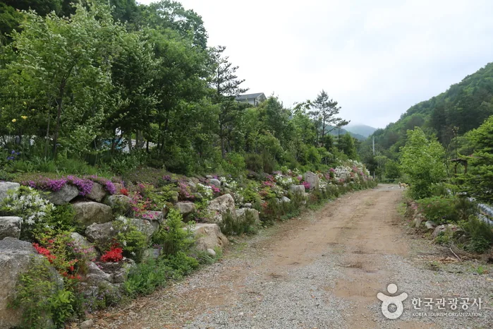 홍천 내면 쪽 들머리 마을길. 봄이면 야생화가 길가를 채운다. ⓒ한국관광