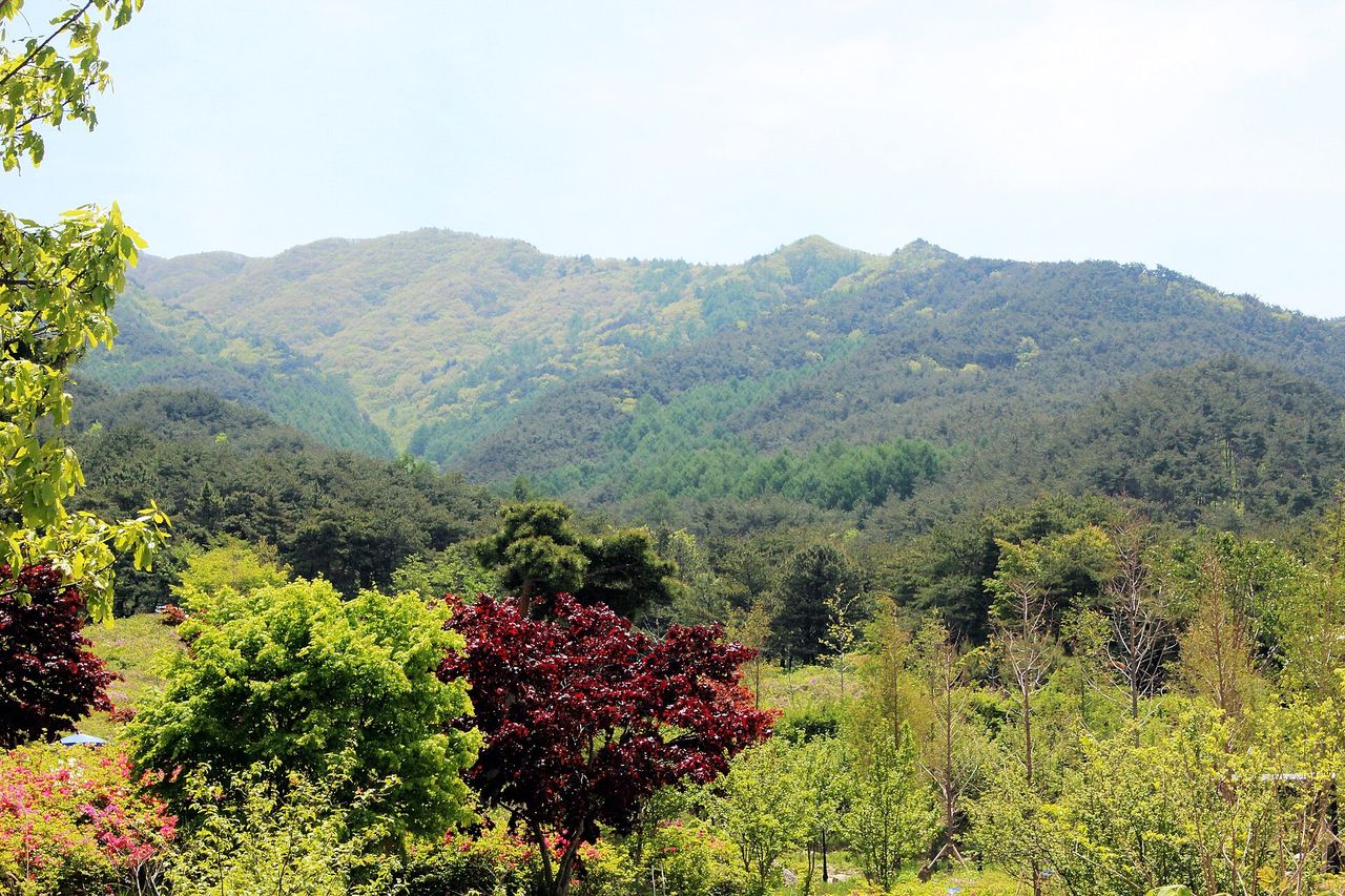 여름 — 여름 지리산의 짙은 녹음 ⓒ최옥석 · CC BY-SA 4.0