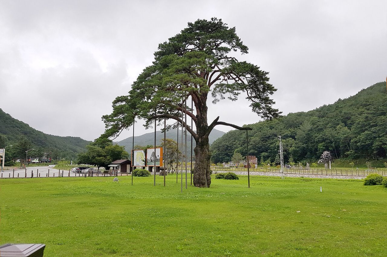 속리산 입구 정이품송 소나무