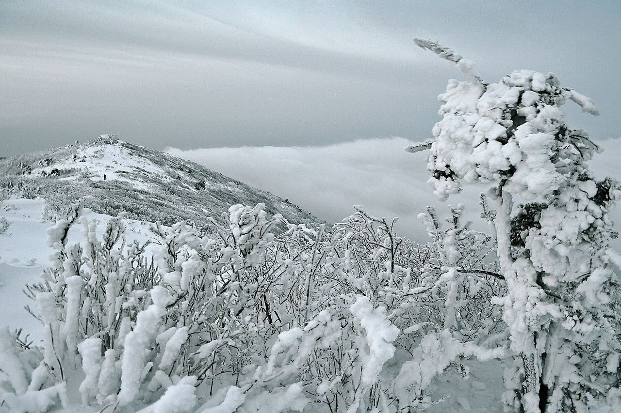 겨울 — 주목과 상고대. 태백산 겨울의 대표 장면이다 ⓒ밍시기 · CC BY-SA