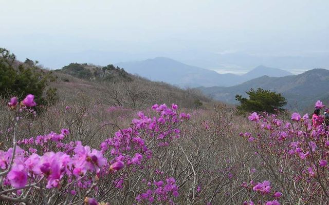 비슬산 진달래 군락
