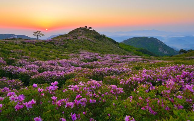 황매산 철쭉 군락과 노을