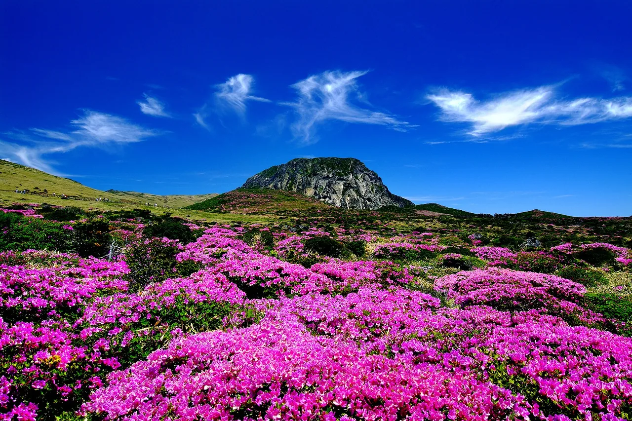 Royal azaleas flowering on the high plateau of Hallasan