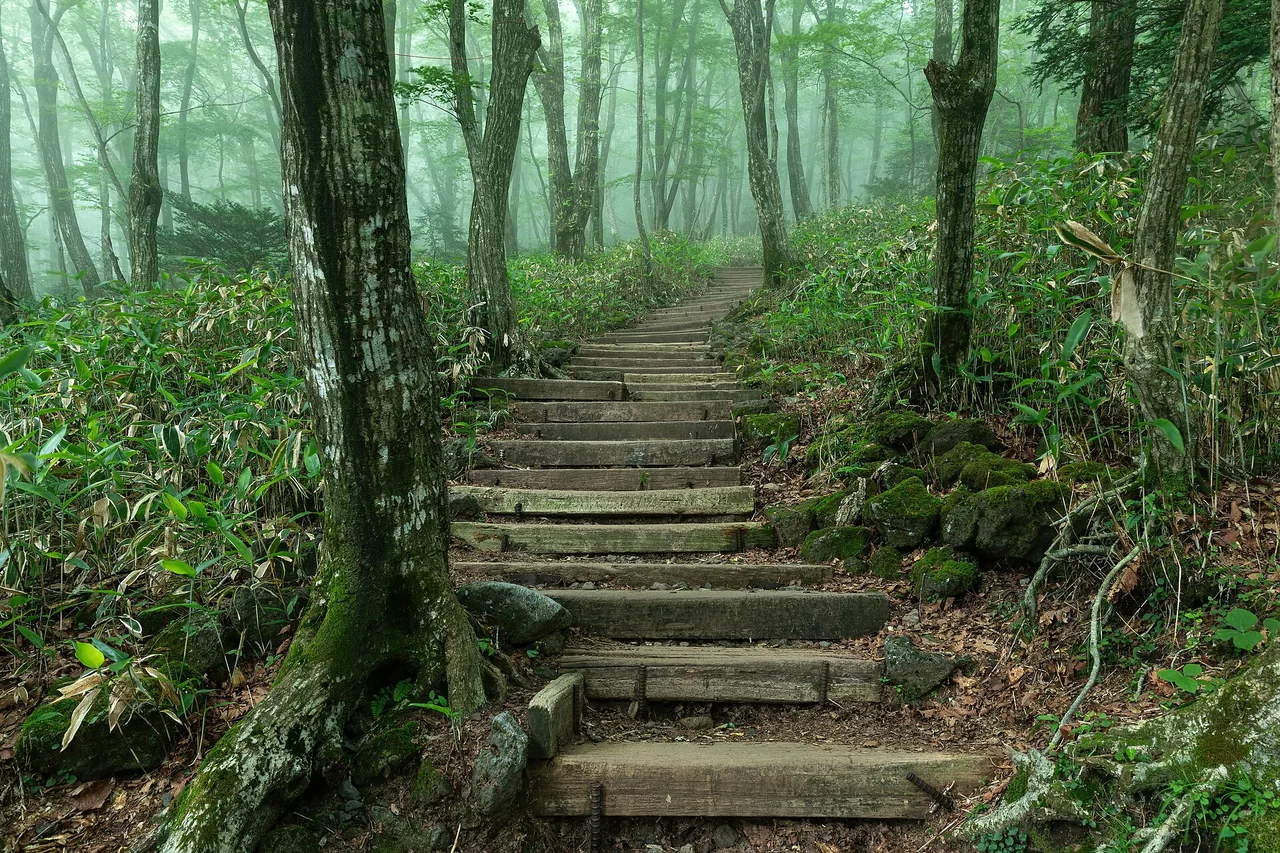 Wooden sleeper steps climbing through misty forest on the Eorimok Trail, Hallasan